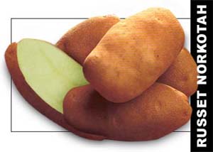Visser Farms, Registered Seed Potatoes